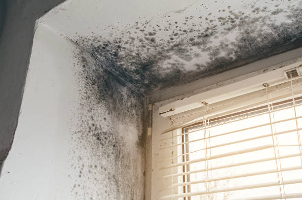 Affordable Mold Removal solutions in Harrison, NY